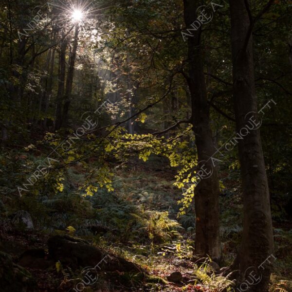 zegna oasi oasis montagna mountain bosco wood foresta forest autunno autumn fall sentiero trail path footpath foliage foglie leaves alberi trees natura nature selvaggio wild passeggiata hike raggio ray beam sole sun lens flare