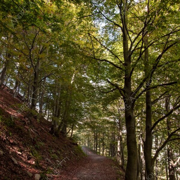 zegna oasi oasis montagna mountain bosco wood foresta forest autunno autumn fall sentiero trail path footpath foliage foglie leaves alberi trees natura nature selvaggio wild passeggiata hike raggio ray beam sole sun