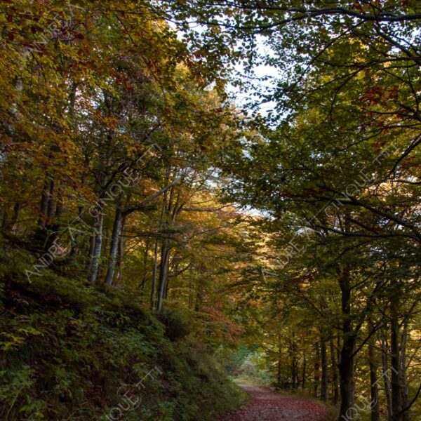 zegna oasi oasis montagna mountain bosco wood foresta forest autunno autumn fall sentiero trail path footpath foliage foglie leaves alberi trees natura nature selvaggio wild passeggiata hike raggio ray beam sole sun