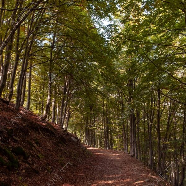 zegna oasi oasis montagna mountain bosco wood foresta forest autunno autumn fall sentiero trail path footpath foliage foglie leaves alberi trees natura nature selvaggio wild passeggiata hike raggio ray beam sole sun