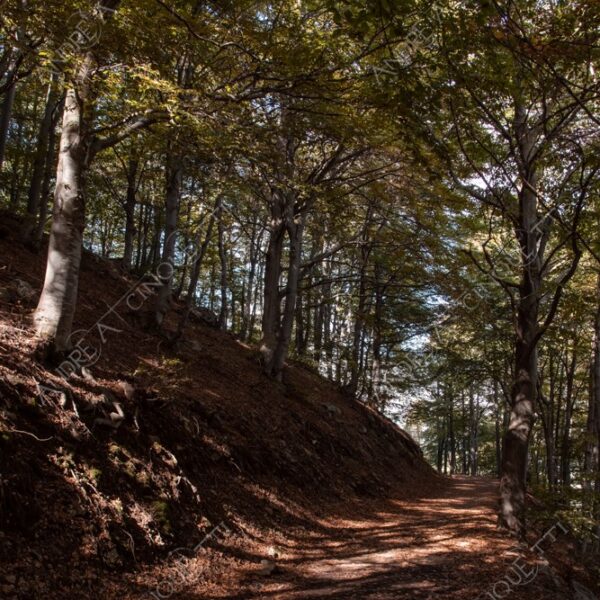 zegna oasi oasis montagna mountain bosco wood foresta forest autunno autumn fall sentiero trail path footpath foliage foglie leaves alberi trees natura nature selvaggio wild passeggiata hike raggio ray beam sole sun