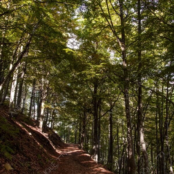 zegna oasi oasis montagna mountain bosco wood foresta forest autunno autumn fall sentiero trail path footpath foliage foglie leaves alberi trees natura nature selvaggio wild passeggiata hike raggio ray beam sole sun