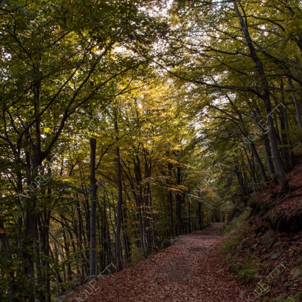 zegna oasi oasis montagna mountain bosco wood foresta forest autunno autumn fall sentiero trail path footpath foliage foglie leaves alberi trees natura nature selvaggio wild passeggiata hike raggio ray beam sole sun