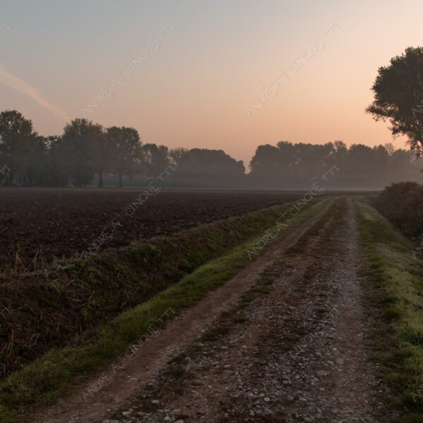 carengione oasi oasis bosco wood foresta forest autunno autumn fall sentiero trail path footpath foliage foglie leaves alberi trees natura nature selvaggio wild raggio ray beam sole sun campagna countryside alba sunrise tramonto sunset sundown crepuscolo dusk twilight