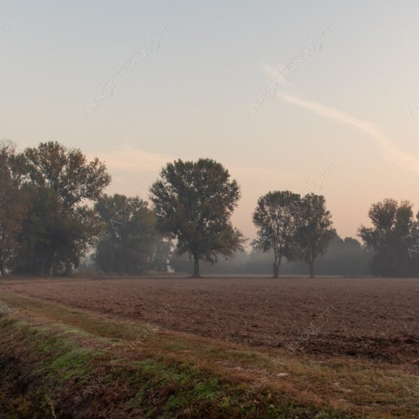 carengione oasi oasis bosco wood foresta forest autunno autumn fall sentiero trail path footpath foliage foglie leaves alberi trees natura nature selvaggio wild raggio ray beam sole sun campagna countryside alba sunrise tramonto sunset sundown crepuscolo dusk twilight