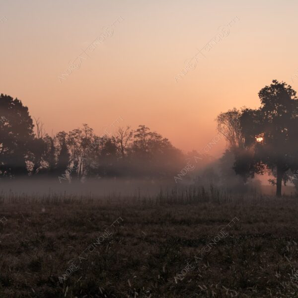 carengione oasi oasis bosco wood foresta forest autunno autumn fall sentiero trail path footpath foliage foglie leaves alberi trees natura nature selvaggio wild raggio ray beam sole sun campagna countryside alba sunrise tramonto sunset sundown crepuscolo dusk twilight