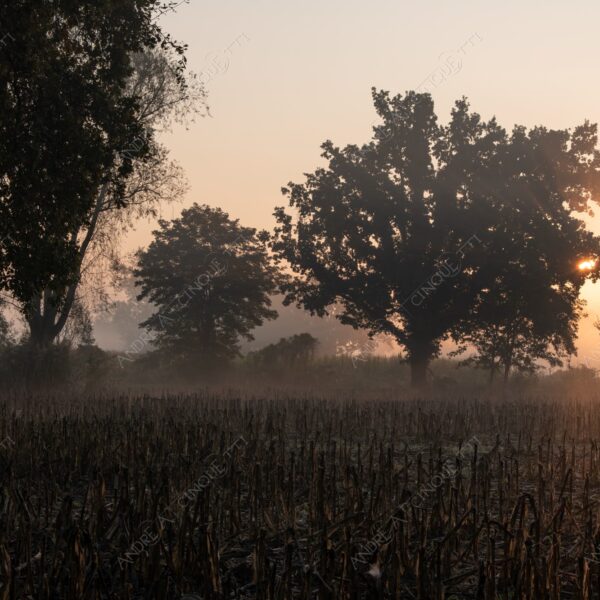 carengione oasi oasis bosco wood foresta forest autunno autumn fall sentiero trail path footpath foliage foglie leaves alberi trees natura nature selvaggio wild raggio ray beam sole sun campagna countryside alba sunrise tramonto sunset sundown crepuscolo dusk twilight