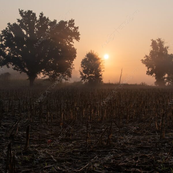 carengione oasi oasis bosco wood foresta forest autunno autumn fall sentiero trail path footpath foliage foglie leaves alberi trees natura nature selvaggio wild raggio ray beam sole sun campagna countryside alba sunrise tramonto sunset sundown crepuscolo dusk twilight