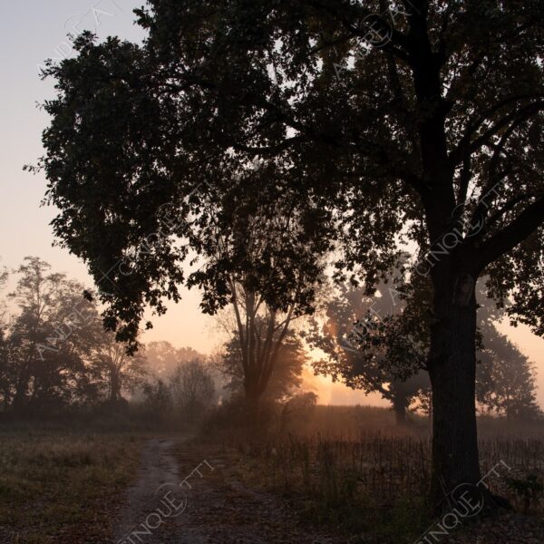 carengione oasi oasis bosco wood foresta forest autunno autumn fall sentiero trail path footpath foliage foglie leaves alberi trees natura nature selvaggio wild raggio ray beam sole sun campagna countryside alba sunrise tramonto sunset sundown crepuscolo dusk twilight