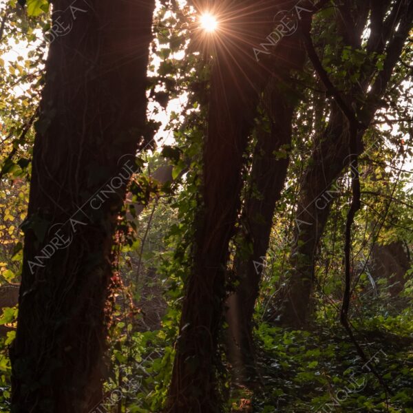 carengione oasi oasis bosco wood foresta forest autunno autumn fall sentiero trail path footpath foliage foglie leaves alberi trees natura nature selvaggio wild raggio ray beam sole sun