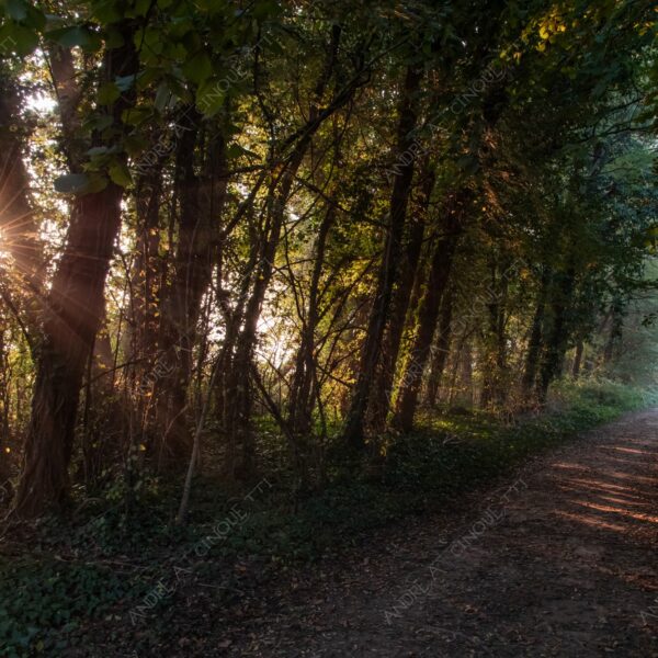 carengione oasi oasis bosco wood foresta forest autunno autumn fall sentiero trail path footpath foliage foglie leaves alberi trees natura nature selvaggio wild raggio ray beam sole sun