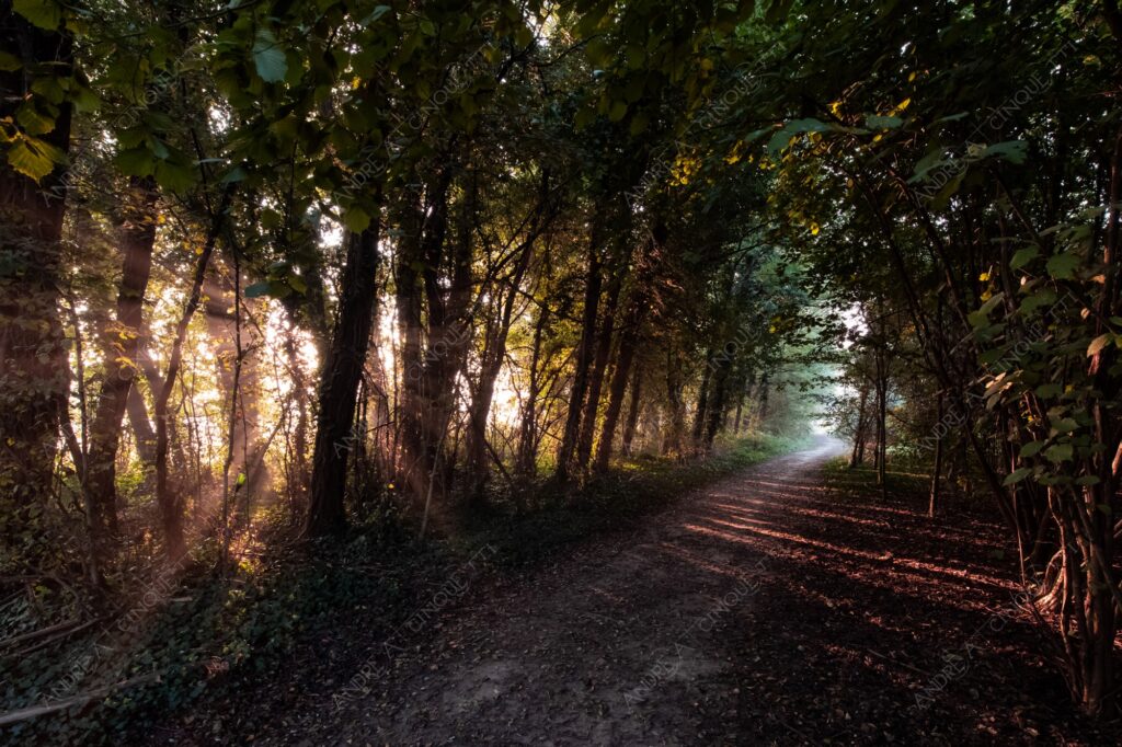 carengione oasi oasis bosco wood foresta forest autunno autumn fall sentiero trail path footpath foliage foglie leaves alberi trees natura nature selvaggio wild raggio ray beam sole sun