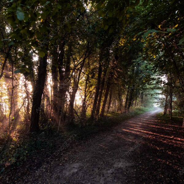carengione oasi oasis bosco wood foresta forest autunno autumn fall sentiero trail path footpath foliage foglie leaves alberi trees natura nature selvaggio wild raggio ray beam sole sun