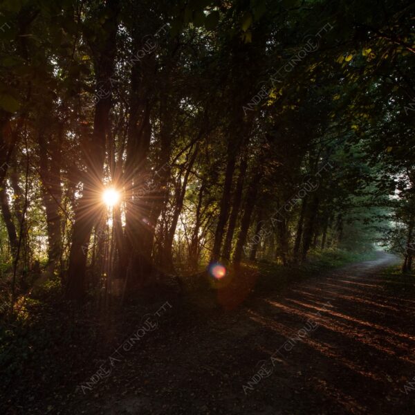 carengione oasi oasis bosco wood foresta forest autunno autumn fall sentiero trail path footpath foliage foglie leaves alberi trees natura nature selvaggio wild raggio ray beam sole sun