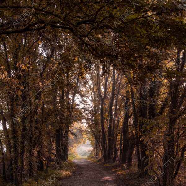 carengione oasi oasis bosco wood foresta forest autunno autumn fall sentiero trail path footpath foliage foglie leaves alberi trees natura nature selvaggio wild raggio ray beam sole sun