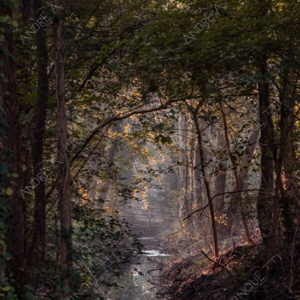 carengione oasi oasis bosco wood foresta forest autunno autumn fall sentiero trail path footpath foliage foglie leaves alberi trees natura nature selvaggio wild palude wamp stagno pond riflessi reflections fiume river
