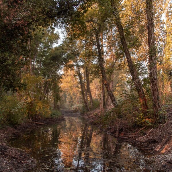 carengione oasi oasis bosco wood foresta forest autunno autumn fall sentiero trail path footpath foliage foglie leaves alberi trees natura nature selvaggio wild palude wamp stagno pond riflessi reflections fiume river