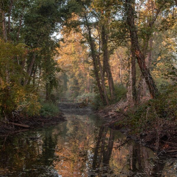 carengione oasi oasis bosco wood foresta forest autunno autumn fall sentiero trail path footpath foliage foglie leaves alberi trees natura nature selvaggio wild palude wamp stagno pond riflessi reflections fiume river
