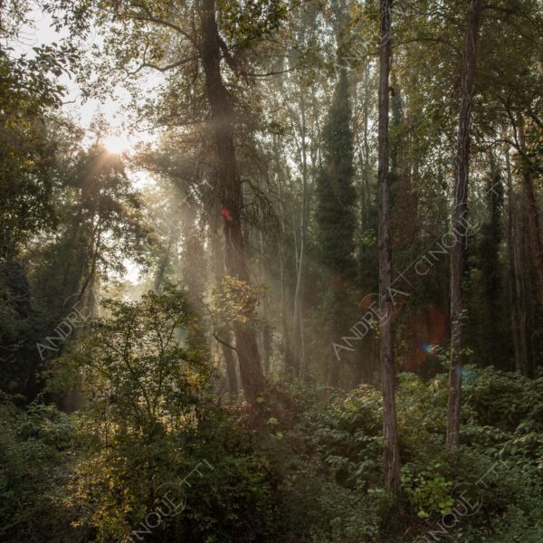 carengione oasi oasis bosco wood foresta forest autunno autumn fall sentiero trail path footpath foliage foglie leaves alberi trees natura nature selvaggio wild raggio ray beam sole sun nebbia fog foschia haze mist