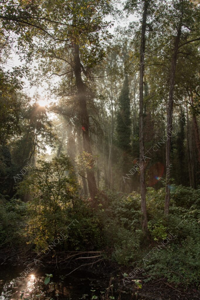 carengione oasi oasis bosco wood foresta forest autunno autumn fall sentiero trail path footpath foliage foglie leaves alberi trees natura nature selvaggio wild raggio ray beam sole sun nebbia fog foschia haze mist