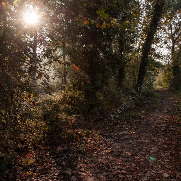 carengione oasi oasis bosco wood foresta forest autunno autumn fall sentiero trail path footpath foliage foglie leaves alberi trees natura nature selvaggio wild raggio ray beam sole sun