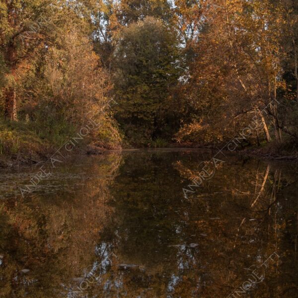 carengione oasi oasis bosco wood foresta forest autunno autumn fall sentiero trail path footpath foliage foglie leaves alberi trees natura nature selvaggio wild palude wamp stagno pond riflessi reflections