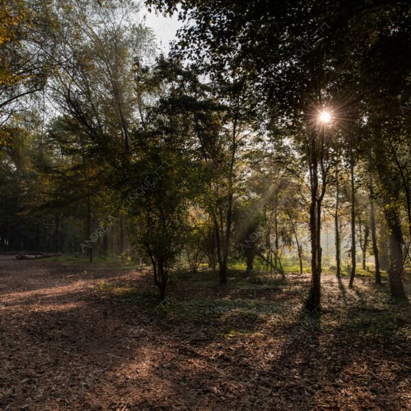 carengione oasi oasis bosco wood foresta forest autunno autumn fall sentiero trail path footpath foliage foglie leaves alberi trees natura nature selvaggio wild raggio ray beam sole sun