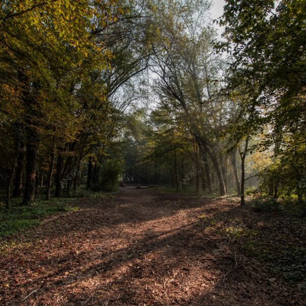 carengione oasi oasis bosco wood foresta forest autunno autumn fall sentiero trail path footpath foliage foglie leaves alberi trees natura nature selvaggio wild raggio ray beam sole sun