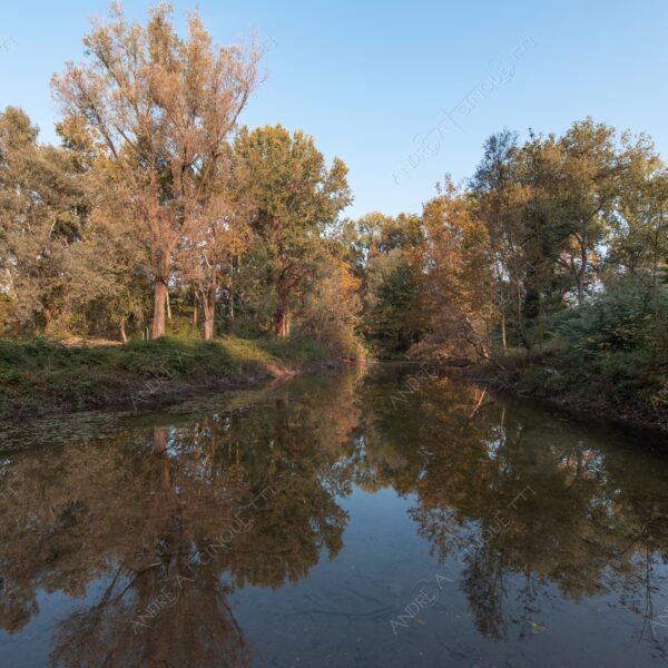 carengione oasi oasis bosco wood foresta forest autunno autumn fall sentiero trail path footpath foliage foglie leaves alberi trees natura nature selvaggio wild palude wamp stagno pond riflessi reflections