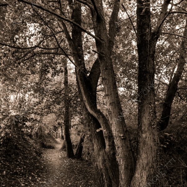 oasi oasis bosco wood foresta forest autunno autumn fall sentiero trail path footpath foliage foglie leaves alberi trees natura nature selvaggio wild