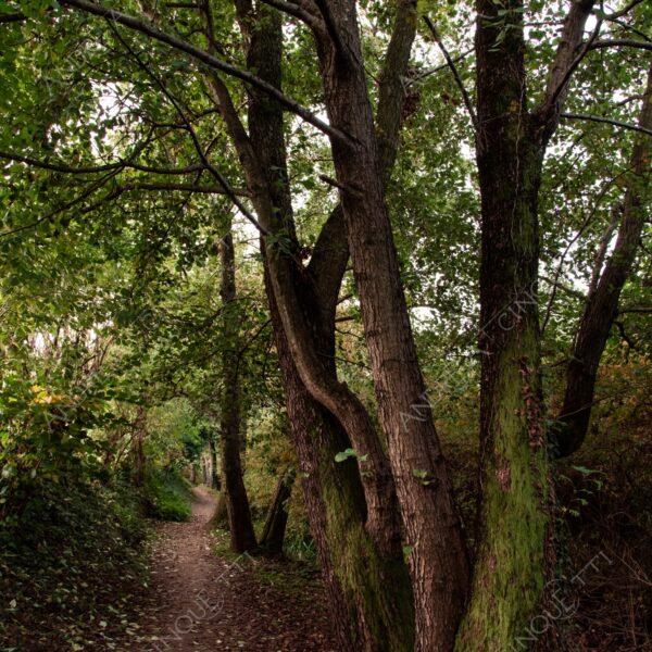oasi oasis bosco wood foresta forest autunno autumn fall sentiero trail path footpath foliage foglie leaves alberi trees natura nature selvaggio wild