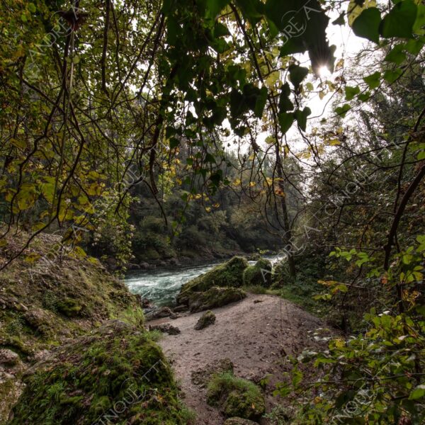 oasi oasis bosco wood foresta forest autunno autumn fall sentiero trail path footpath foliage foglie leaves alberi trees natura nature selvaggio wild fiume river adda parco park