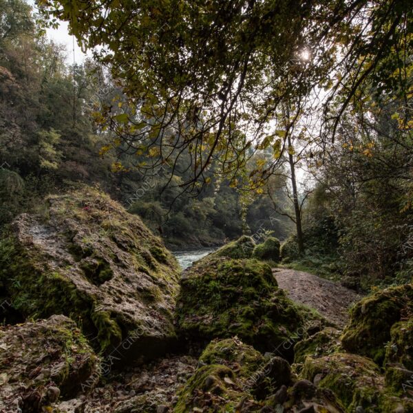 oasi oasis bosco wood foresta forest autunno autumn fall sentiero trail path footpath foliage foglie leaves alberi trees natura nature selvaggio wild fiume river adda parco park