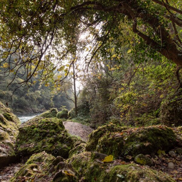 oasi oasis bosco wood foresta forest autunno autumn fall sentiero trail path footpath foliage foglie leaves alberi trees natura nature selvaggio wild fiume river adda parco park