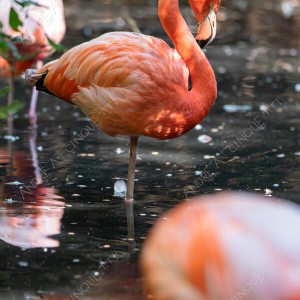 natura nature wild selvaggio fenicottero red flamingo riflessi reflections mirror specchio