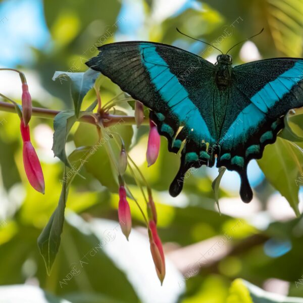 natura nature wild selvaggio farfalla butterfly