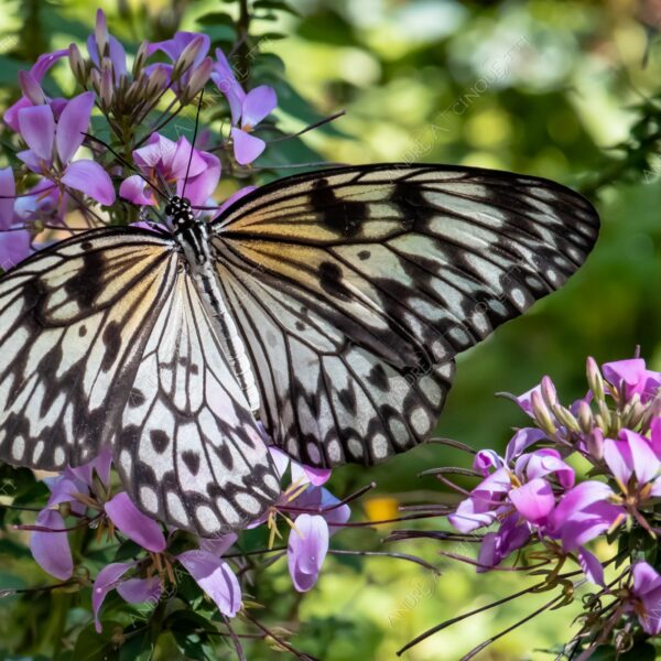 natura nature wild selvaggio farfalla butterfly