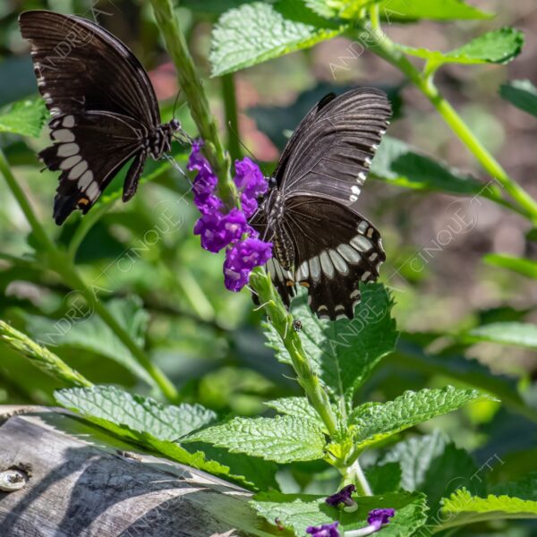 natura nature wild selvaggio farfalla butterfly