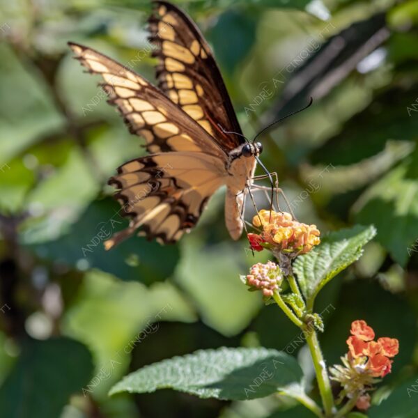 natura nature wild selvaggio farfalla butterfly