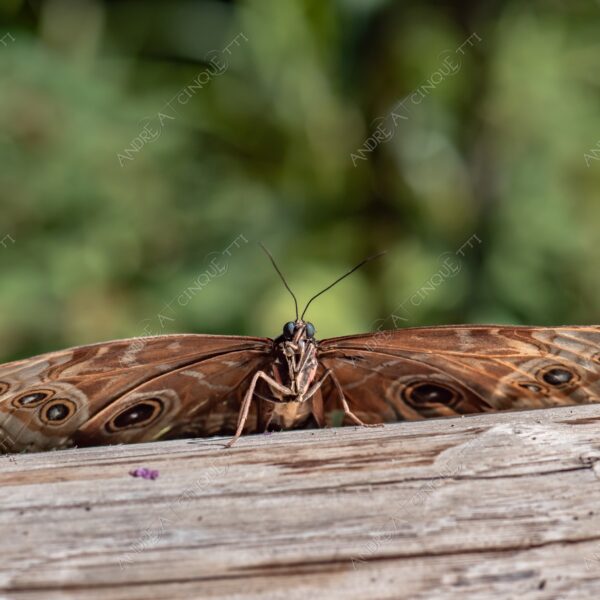 natura nature wild selvaggio farfalla butterfly