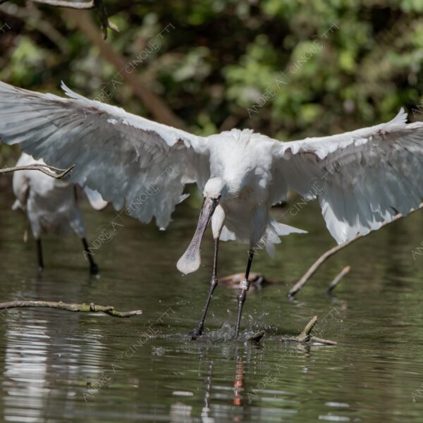 natura nature wild uccello bird riflessi reflections mirror specchio spatola bianca platalea leucorodia white spatula