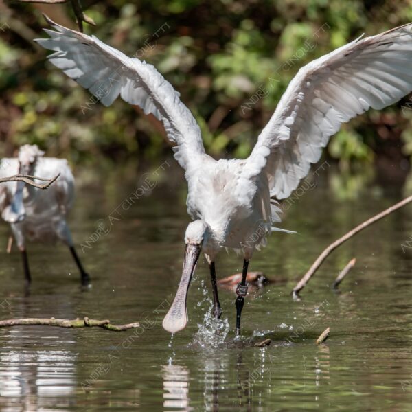 natura nature wild uccello bird riflessi reflections mirror specchio spatola bianca platalea leucorodia white spatula