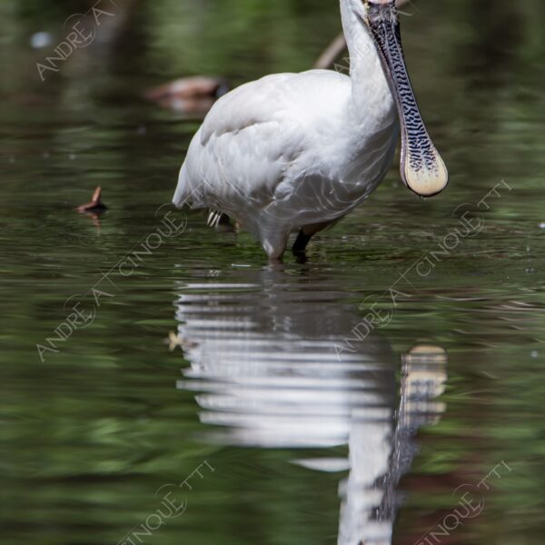 natura nature wild uccello bird riflessi reflections mirror specchio spatola bianca platalea leucorodia white spatula