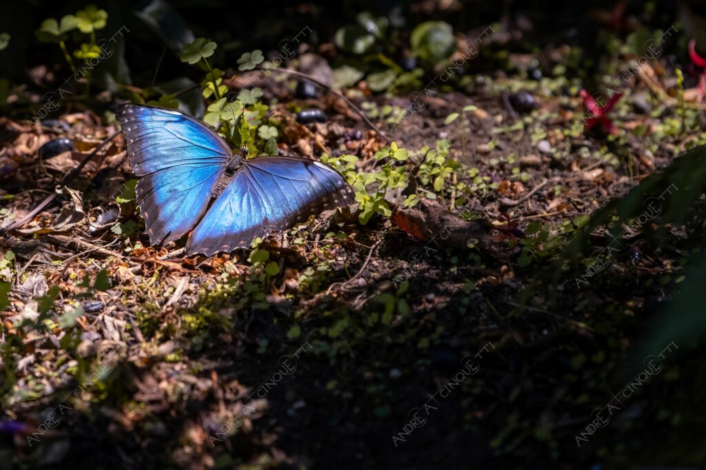 natura nature wild selvaggio farfalla butterfly