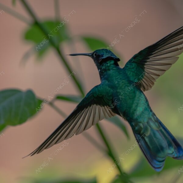 natura nature wild uccello bird colibrì hummingbird