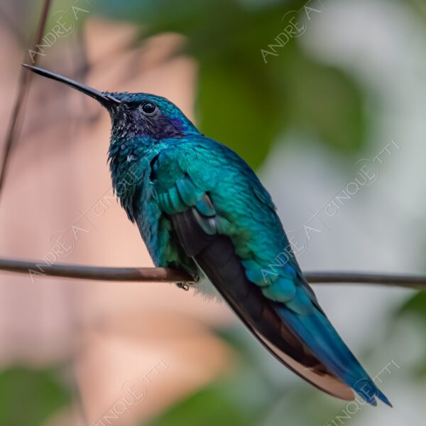natura nature wild uccello bird colibrì hummingbird