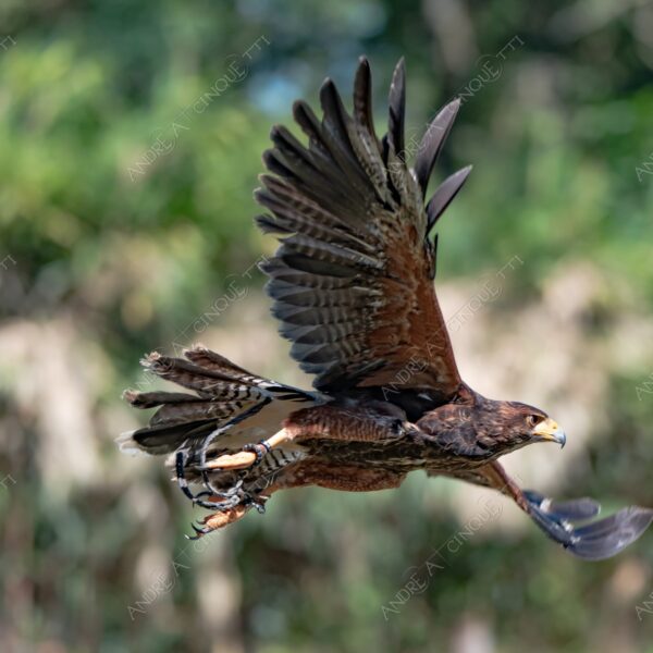 natura nature wild selvaggio aquila eagle