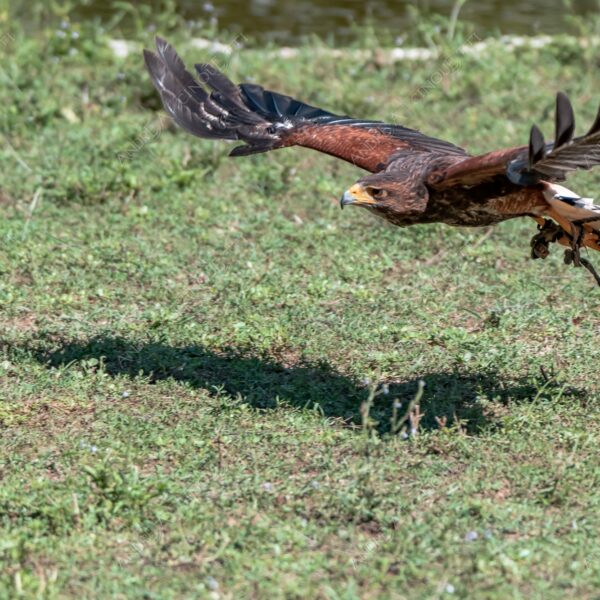 natura nature wild selvaggio aquila eagle