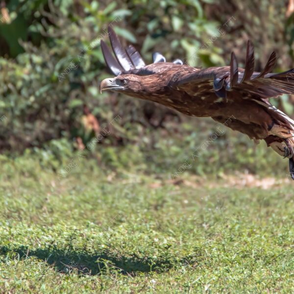 natura nature wild selvaggio aquila eagle
