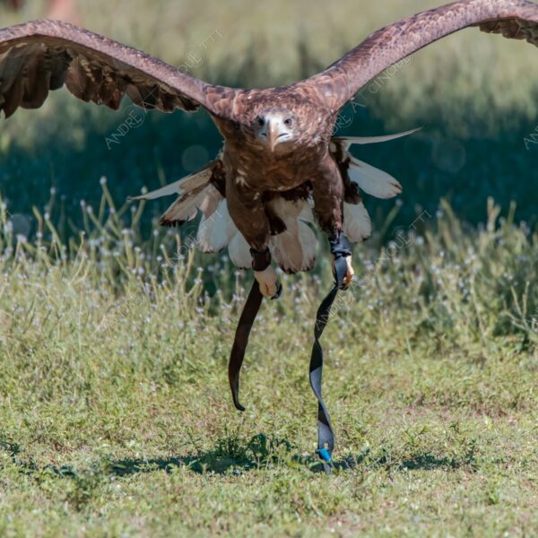 natura nature wild selvaggio aquila eagle